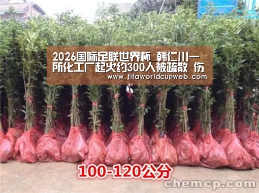 2026国际足联世界杯_韩仁川一所化工厂起火约300人被疏散 伤亡暂不明(图1) 2026世界杯